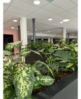 Gros plan de la plante artificielle Dieffenbachia UV 75 cm dans des pots modernes, placée dans un espace bureau avec des colonnes blanches, un éclairage au plafond et un plafond pâle en arrière-plan.
