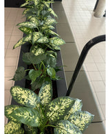 Une plante artificielle Dieffenbachia UV 75 cm avec des feuilles vertes colorées se dresse dans des pots décoratifs élégants à côté d'un sol carrelé et d'un canapé dans un espace intérieur lumineux.