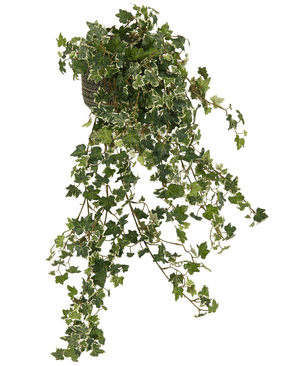 Le Lierre Artificiel Deluxe Riche Vert-Blanc 90 cm a de longues tiges pendantes et des feuilles vertes luxuriantes avec des bords blancs, qui tombent gracieusement en cascade pour un aspect naturel sur n'importe quel fond.