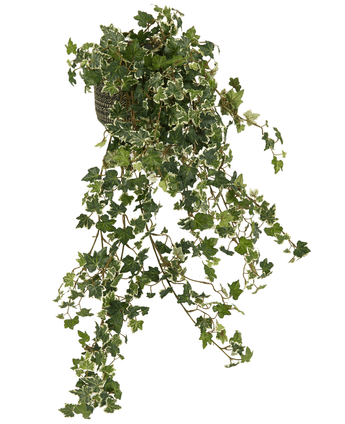 Le Lierre Artificiel Deluxe Riche Vert-Blanc 90 cm a de longues tiges pendantes et des feuilles vertes luxuriantes avec des bords blancs, qui tombent gracieusement en cascade pour un aspect naturel sur n'importe quel fond.
