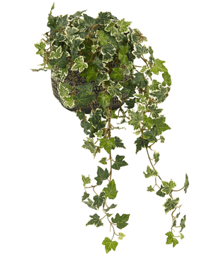 Le Lierre Artificiel Deluxe Vert-blanc 60 cm est un lierre anglais dans un pot avec des feuilles colorées vertes et blanches, de longues vrilles enroulées et est fourni dans un pot décoratif noir et blanc, photographié sur un fond blanc.