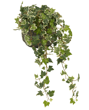 Le Lierre Artificiel Deluxe Vert-blanc 60 cm est un lierre anglais dans un pot avec des feuilles colorées vertes et blanches, de longues vrilles enroulées et est fourni dans un pot décoratif noir et blanc, photographié sur un fond blanc.