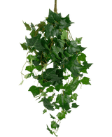De Kunst klimop reuzenbladeren 100cm heeft een weelderige tros groene klimopbladeren met slingerende wijnranken op een effen witte achtergrond.