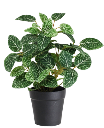 De Kunstplant Fittonia Groen-wit in Pot 25cm heeft weelderige groene bladeren met opvallende witte aderen en wordt geleverd in een eenvoudige zwarte pot, geïsoleerd afgebeeld op een witte achtergrond.