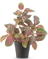 La plante artificielle Fittonia rouge en pot de 25 cm a des feuilles ovales vertes et roses avec des veines blanches frappantes, présentées dans un simple pot de fleur noir sur fond blanc.