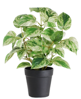 De Kunstplant Gouden Wijnstok in Pot 25cm heeft bonte groene en witte bladeren, gerangschikt in een strakke zwarte pot en tegen een witte achtergrond.
