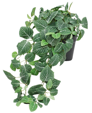 Le Fittonia artificiel suspendu vert-blanc en pot 70 cm UV est une plante suspendue en pot avec des feuilles vertes luxuriantes et des veines blanches frappantes. Les tiges drapent le bord d'un pot noir et ajoutent un bel effet de cascade à votre intérieur.
