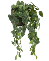 De Kunst hangplant Fittonia Groen-wit 70 cm heeft overhangende groene bladeren met witte aderen, die uit een stijlvolle zwartbruine plantenbak komen, tegen een witte achtergrond.