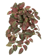 De Kunst hangplant Fittonia Rood en wit 70 cm heeft dichte, hangende ovale groene bladeren met opvallende witte en rozerode adering, tegen een witte achtergrond.