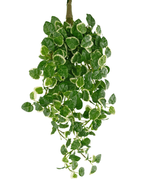 Une plante artificielle suspendue Pumila de 50 cm avec des feuilles vertes avec un bord blanc crème, qui pendent sur un fond blanc.