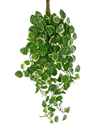 Une plante artificielle suspendue Pumila de 50 cm avec des feuilles vertes avec un bord blanc crème, qui pendent sur un fond blanc.