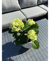 La plante Hortensia Artificiel Vert UV 35 cm aux fleurs vert clair se dresse sur une table d'extérieur en osier gris, devant un canapé gris avec coussins. La lumière du soleil illumine la plante artificielle et projette des ombres sur la table.