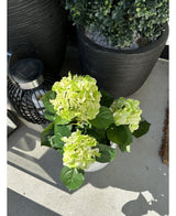 La plante Hortensia artificiel vert UV 35 cm aux fleurs vert clair se dresse sur une terrasse ensoleillée à côté d'une lanterne noire et d'une grande jardinière aux feuilles colorées, qui projette des ombres lumineuses sur le sol en béton.
