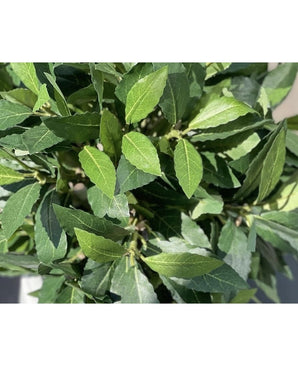 Un gros plan de feuilles vertes vibrantes aux extrémités pointues et aux nervures visibles sur de fines tiges, illustrant le Laurier Artificiel UV d40 cm, une plante artificielle réaliste et d'apparence saine.