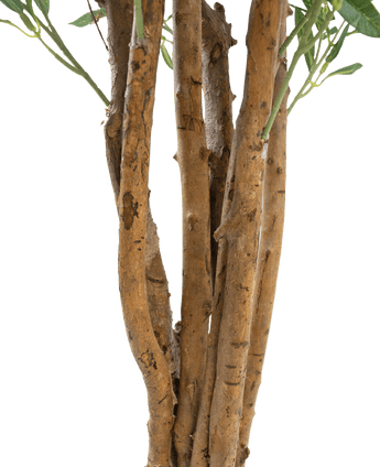 Gros plan sur plusieurs troncs marron à l'écorce rugueuse et quelques feuilles vertes sur un fond uni blanc, avec l'Olivier Artificiel UV 120 cm : une plante artificielle nécessitant peu d'entretien et résistante aux UV pour une beauté durable en intérieur ou en extérieur.