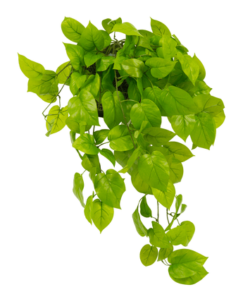 L'arbuste Pothos artificiel Deluxe de 90 cm a des feuilles en forme de cœur d'un vert vif et réaliste qui tombent en cascade, idéales pour ajouter une verdure luxuriante à n'importe quel espace. Sur la photo isolée sur un fond blanc.
