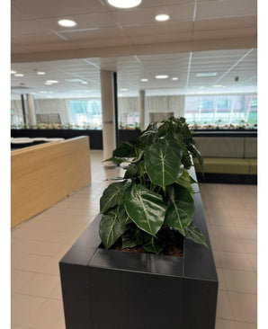 Une rangée de plantes d'intérieur vertes et luxuriantes, avec la Plante Artificielle Syngonium UV 58 cm dans une jardinière rectangulaire noire, crée une oasis de verdure dans ce bureau moderne avec des sols carrelés, de grandes fenêtres et des meubles lumineux.