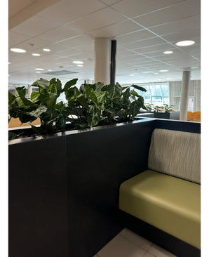 Un coin salon intérieur moderne comprend un canapé vert avec des coussins, divisé par un panneau noir sur lequel est posée la plante artificielle Syngonium UV 58 cm. De grandes fenêtres et des plafonniers remplissent l’espace de lumière et créent une oasis de verdure ouverte.