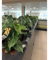 Une rangée de plantes artificielles Syngonium UV 58 cm borde une jardinière sur le comptoir, remplissant cet espace lumineux et moderne de verdure en forme de cœur et créant une oasis de verdure près des fenêtres ensoleillées et des sols carrelés élégants.
