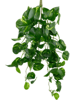 La Vigne dorée suspendue artificielle 60 cm UV est une plante de pothos artificielle suspendue avec des feuilles vertes en forme de cœur et des nuances jaunes, suspendues sur un fond blanc uni.