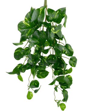 La Vigne dorée suspendue artificielle 60 cm UV est une plante de pothos artificielle suspendue avec des feuilles vertes en forme de cœur et des nuances jaunes, suspendues sur un fond blanc uni.