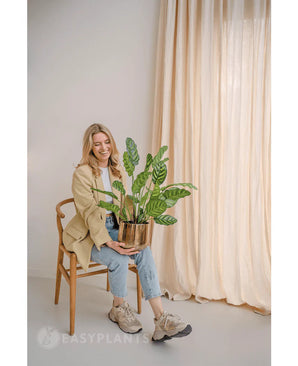 Une femme souriante est assise sur une chaise en bois avec la plante artificielle Calathea Makoyana 60 cm dans un pot design. Elle porte un blazer beige, un jean clair et des baskets. Des rideaux lumineux en arrière-plan rehaussent l’aspect minimal et léger de la pièce.