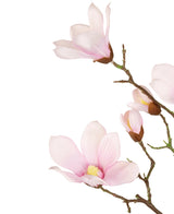 De Kunstmagnoliatak Real Touch Roze 98cm heeft delicate lichtroze magnolia bloemen en knoppen op een tak, tegen een witte achtergrond.