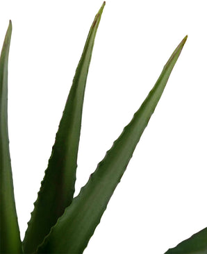 Gros plan d'une plante artificielle d'Aloe Vera de 45 cm avec trois feuilles vertes pointues avec des bords dentelés et une surface lisse sur un fond blanc.