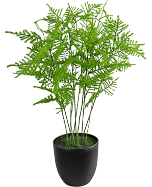 La plante artificielle Asparagus 59 cm a des feuilles vertes luxuriantes et délicates dans un pot noir élégant, sur un fond blanc frais.