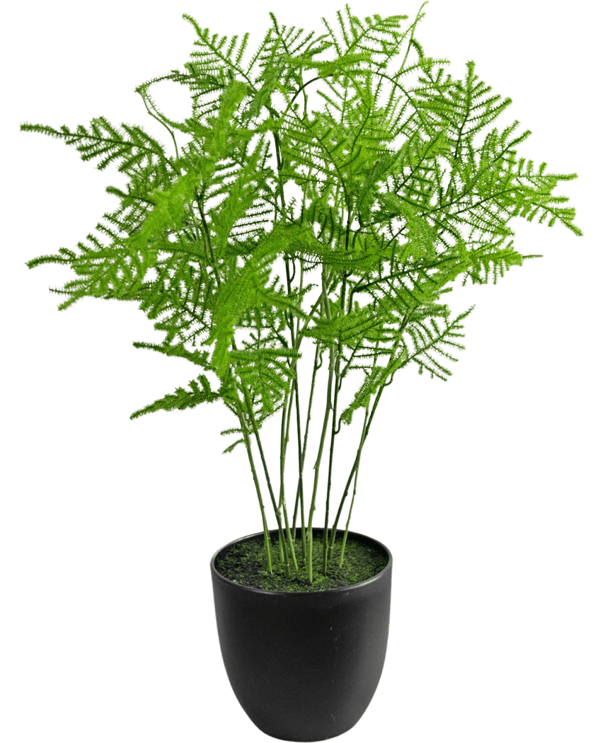 La plante artificielle Asparagus 59 cm a des feuilles vertes luxuriantes et délicates dans un pot noir élégant, sur un fond blanc frais.