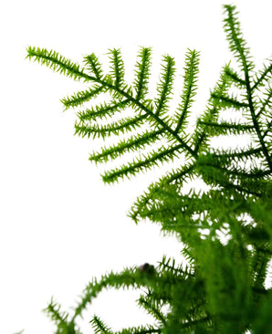 Gros plan d'une plante d'asperge artificielle de 59 cm avec des feuilles vert vif finement structurées sur un fond blanc brillant. Les feuilles délicates et plumeuses sont très détaillées et s’étendent en diagonale sur l’image.