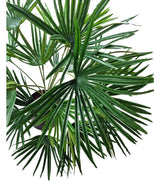 La plante artificielle Baby Palm Fan en pot UV 50 cm possède de grandes feuilles vertes en forme d'éventail avec de longs segments pointus - idéales pour donner une touche tropicale luxuriante aux intérieurs avec des pots décoratifs.
