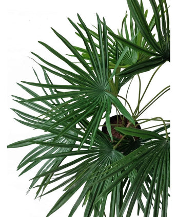 Vue de dessus de la plante artificielle Baby Palm Fan en pot UV 50 cm, avec des feuilles vertes luxuriantes en forme d'éventail rayonnant depuis des pots décoratifs élégants sur un fond blanc.