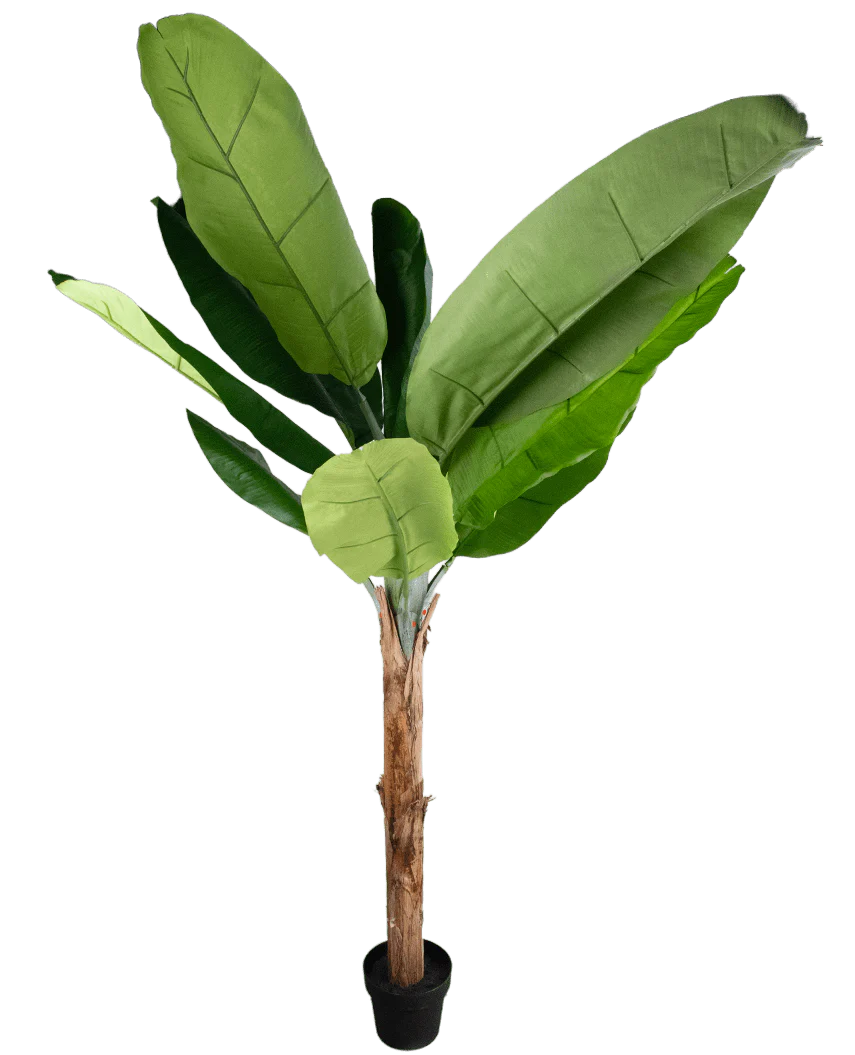 Le Bananier Artificiel 180 cm est un grand bananier artificiel avec de grandes feuilles vertes et un tronc marron dans un petit pot noir, représenté sur un fond blanc uni.