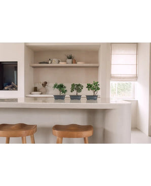 Une cuisine moderne avec deux tabourets en bois sur un îlot blanc, trois plantes en pot de genévrier bonsaï artificiel de 20 cm sur le comptoir, des étagères ouvertes avec décor et une fenêtre laissant entrer la lumière naturelle.