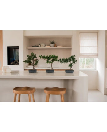 Trois plants de genévrier bonsaï artificiels de 40 cm dans des pots noirs se dressent sur un îlot de cuisine blanc, avec des tabourets en bois et des étagères ouvertes avec de la vaisselle et des plantes derrière eux. Une fenêtre avec un abat-jour beige remplit la pièce de lumière naturelle.