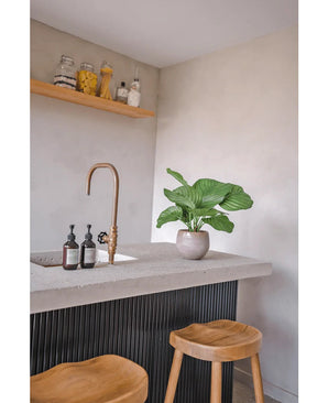 Une cuisine moderne avec un comptoir en béton, un robinet doré, une plante artificielle Calathea de 46 cm, des distributeurs de savon, deux tabourets en bois et une étagère avec des pots de nourriture et d'ingrédients contre un mur de couleur claire.