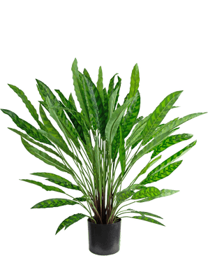 Plante artificielle Calathea 85 cm - une plante d'intérieur en pot vert luxuriant avec de longues feuilles minces et dressées dans un pot noir, isolée sur blanc.