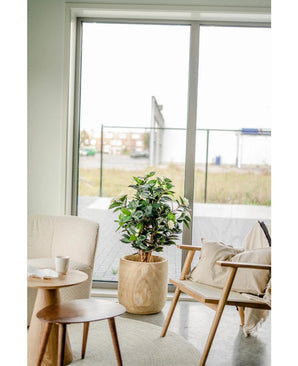 La Plante Artificielle Camellia japonica 100 cm aux feuilles vertes et blanches se dresse entre un fauteuil beige et une chaise en bois avec coussins, à côté d'une table d'appoint ronde, devant de grandes portes vitrées qui donnent sur un espace extérieur.