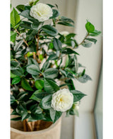 La plante artificielle Camellia japonica 100 cm a des feuilles vertes brillantes et deux fleurs artificielles blanches, qui apportent une touche élégante de rose japonaise lorsque vous la placez à l'intérieur près de la fenêtre.