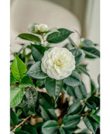 Un gros plan de la plante artificielle Camellia japonica 100 cm montre les pétales blancs superposés et les feuilles vert foncé, avec une autre fleur blanche légèrement fanée en arrière-plan.