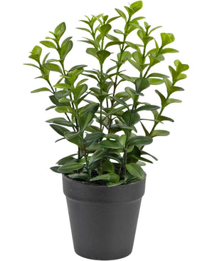 La plante artificielle Chlorophytum 28 cm présente plusieurs tiges vertes dressées avec des feuilles brillantes de forme ovale dans un simple pot en plastique noir, parfait pour égayer n'importe quel espace.