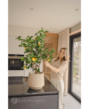 Een glimlachende vrouw staat in een moderne keuken en verzorgt de Kunstplant Citroenboom 90 cm met rijpe citroenen op een zwart aanrecht terwijl het natuurlijke licht binnenstroomt door een groot raam naast haar.