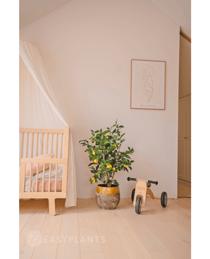 Een gezellige kinderkamer met een houten wieg, de Kunstplant Citroenboom 90 cm (een citroenboom in pot met bladeren), een kleine houten driewieler met het label MIA en minimalistische muurkunst. Een lichte houten vloer en zachte tinten creëren een rustige sfeer.