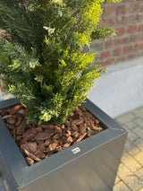 Un gros plan de la plante artificielle conifère UV 120 cm, un conifère vert réaliste dans une jardinière carrée grise moderne avec des copeaux d'écorce brune, exposée contre un mur de briques et un sol carrelé.