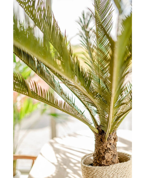 Un gros plan de la plante artificielle Cycus Palm Deluxe 95 cm montre ses longues feuilles vertes minces et son tronc brun texturé, exposés à l'intérieur en plein soleil naturel.