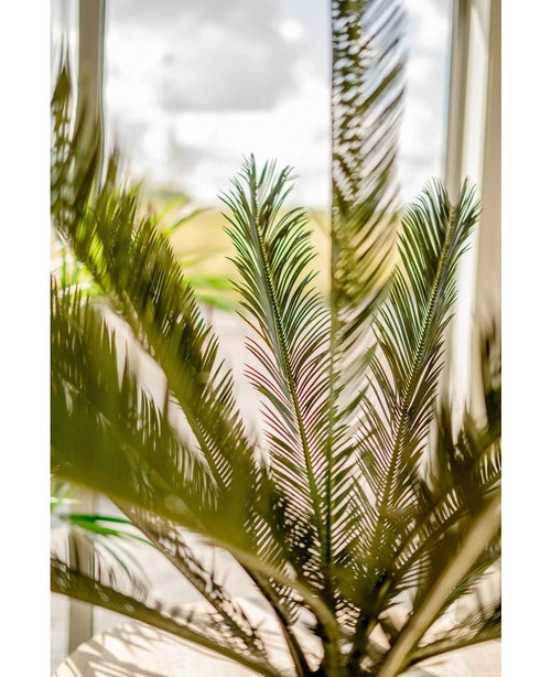 Gros plan sur les feuilles vertes de la plante artificielle Cycus Palm Deluxe 95 cm avec la lumière du soleil qui brille à travers une fenêtre en arrière-plan, créant une atmosphère douce et lumineuse.