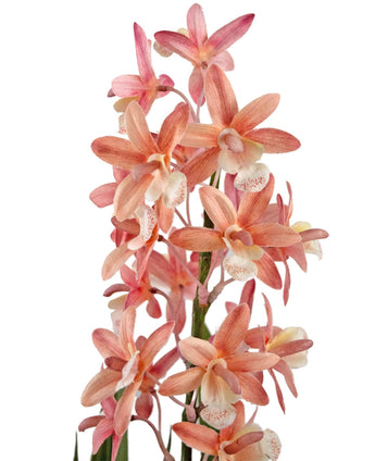 De Kunstplant Cymbidium 58 cm roze heeft roze en perzikkleurige orchideeën met een bleek hart en een gevlekte keel, bloeiend op groene stelen tegen een witte achtergrond.