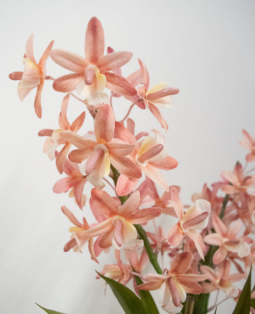 Le Cymbidium artificiel 58 cm rose présente des orchidées rose clair et couleur pêche avec des tiges et des feuilles vertes sur un fond blanc uni.