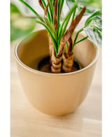 Gros plan de la plante artificielle Dieffenbachia de 40 cm avec des feuilles vertes et quelques bords marron, présentée dans des pots décoratifs marron clair sur une surface en bois.